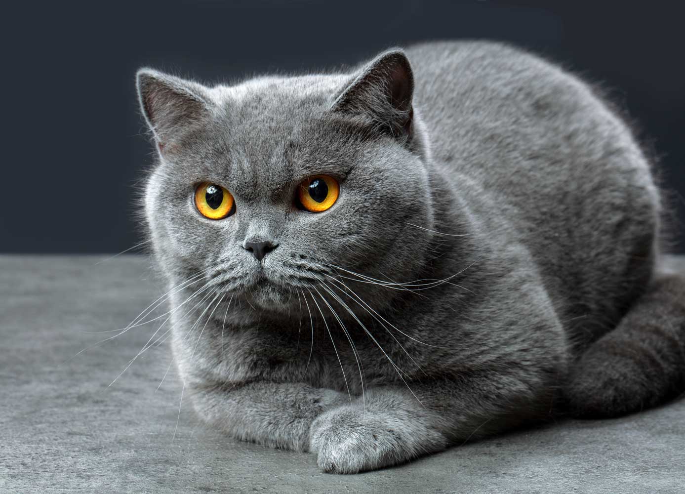 british-shorthair-1