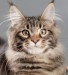 Maine-Coon-1